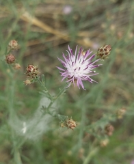 Centaurea