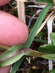 Tephroseris yukonensis