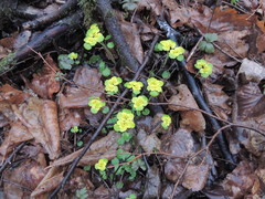 Chrysosplenium pilosum