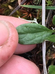 Tephroseris yukonensis