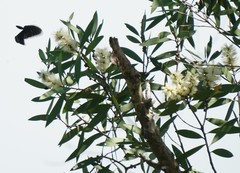 Melaleuca leucadendra