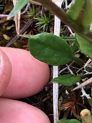 Tephroseris yukonensis