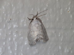 Niphopyralis chionesis