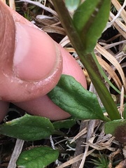 Tephroseris yukonensis