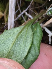 Tephroseris yukonensis