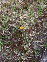 Tephroseris yukonensis