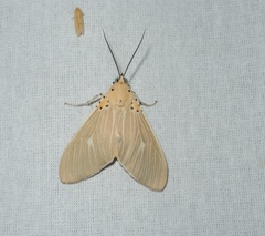 Asota producta
