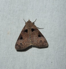 Avatha discolor
