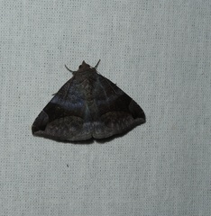 Bastilla amygdalis