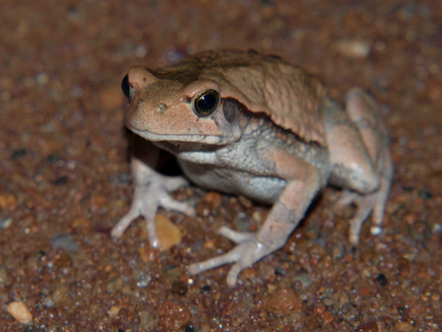 African Red Toad