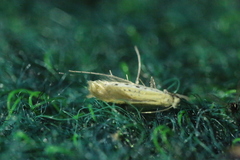 Aspilapteryx tringipennella