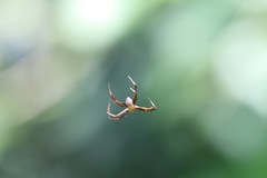 Argiope aetheroides