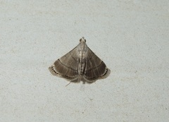 Cangetta