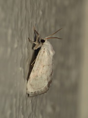 Niphopyralis chionesis