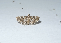 Chabula acamasalis