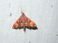 Chalcidoptera