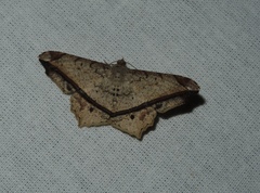 Chiasmia ozararia