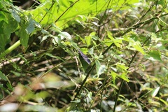 Dichorragia nesimachus formosanus