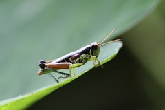 Sinopodisma shirakii