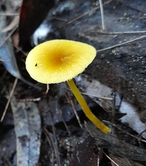 Pluteus hubregtseorum