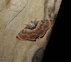 Diomea lignicolora