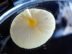 Pluteus hubregtseorum