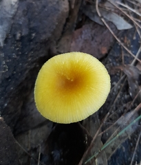 Pluteus hubregtseorum