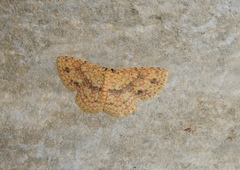 Eois lunulosa