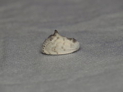 Niphopyralis chionesis