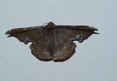 Fascellina chromataria