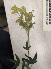 Filipendula ulmaria
