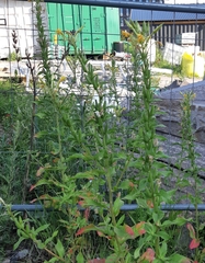 Oenothera rubricaulis