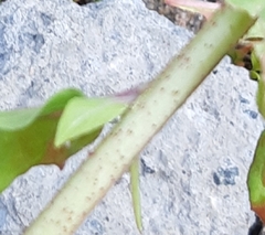 Oenothera rubricaulis