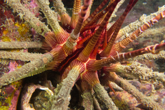 Prionocidaris baculosa