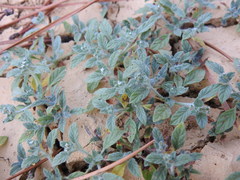 Heliotropium supinum