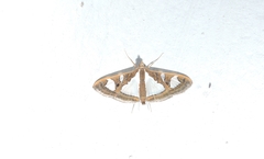 Glyphodes bivitralis