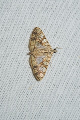 Glyphodes caesalis