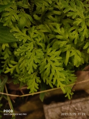 Selaginella delicatula