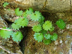 Micranthes nelsoniana