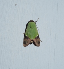 Hemichloridia euprepia