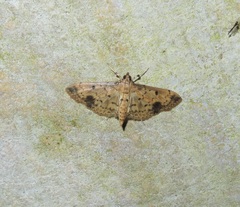 Herpetogramma cynaralis