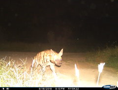 Hyaena hyaena