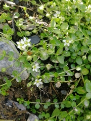 Arenaria rotundifolia