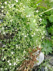 Arenaria rotundifolia