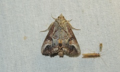 Hypocala deflorata