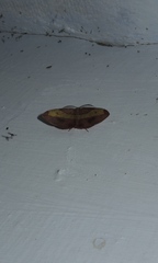 Hypochrosis hyadaria