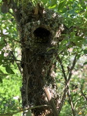 Psaltriparus minimus