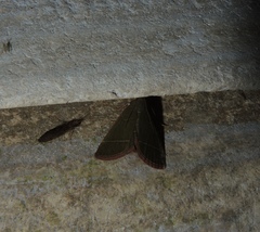 Hypsopygia nonusalis