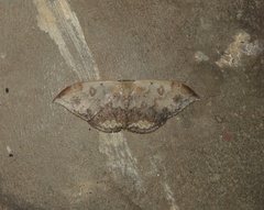 Lissoblemma lunuliferata