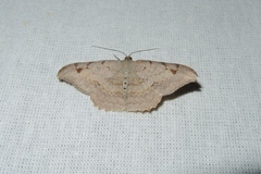 Luxiaria hypaphanes